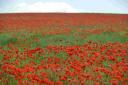 Cemetery poppy fields to mark 100th anniversary of the First World War