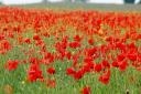 Cemetery' poppy fields to mark 100 years since First World War
