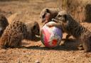 Egg surprises and more for families this Easter at Knowsley Safari Park