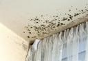 Torus failed to respond to complaints over damp and mould
