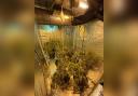 Police found a cannabis farm on St Helens Road, Prescot on March 6, 2023