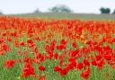 Cemetery' poppy fields to mark 100 years since First World War