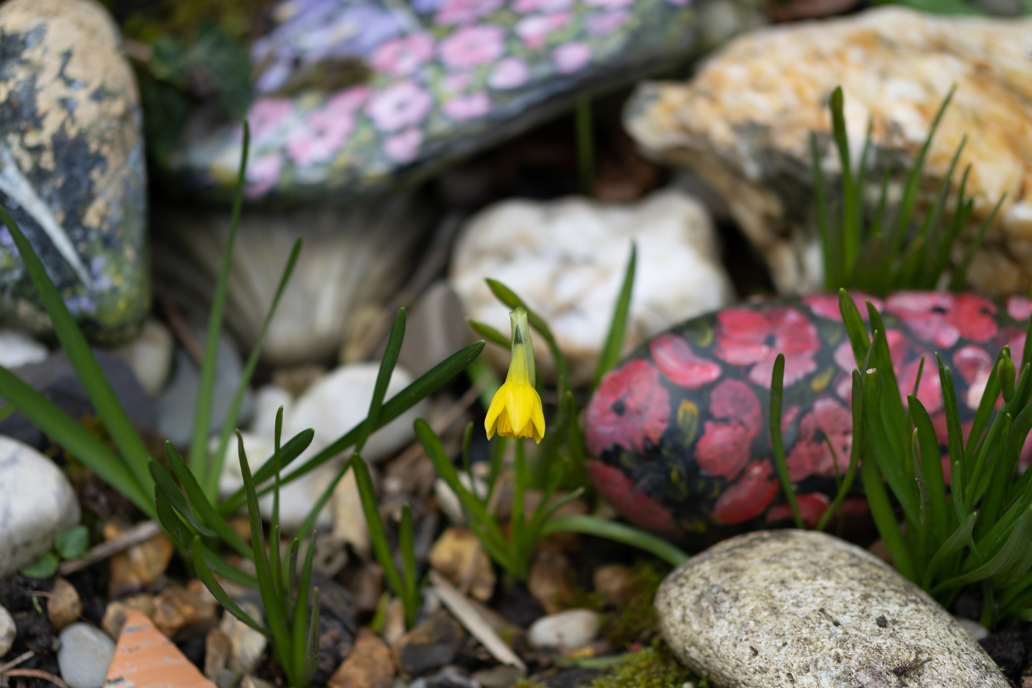 Dwarf daffodil by Gerald Murphy