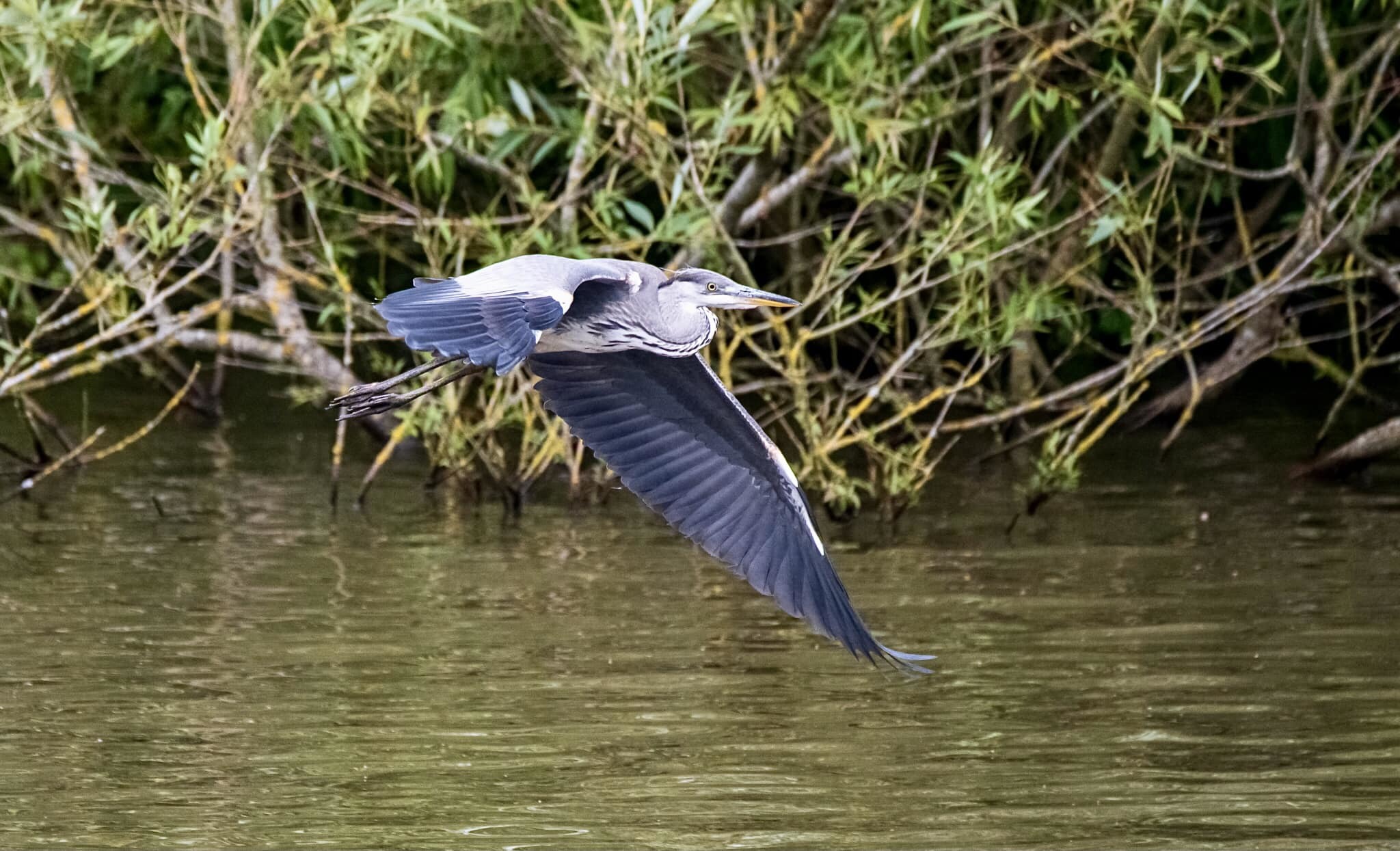 A grey heron at Carr Mill Dam by Dave Harrison