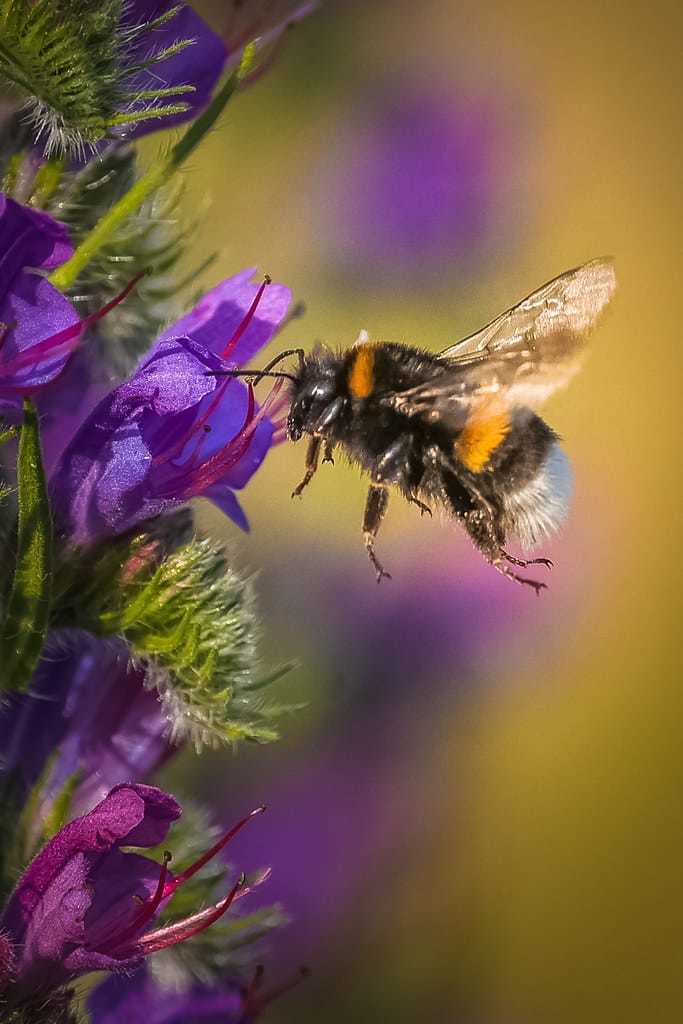 Busy bee by Cliff Pike