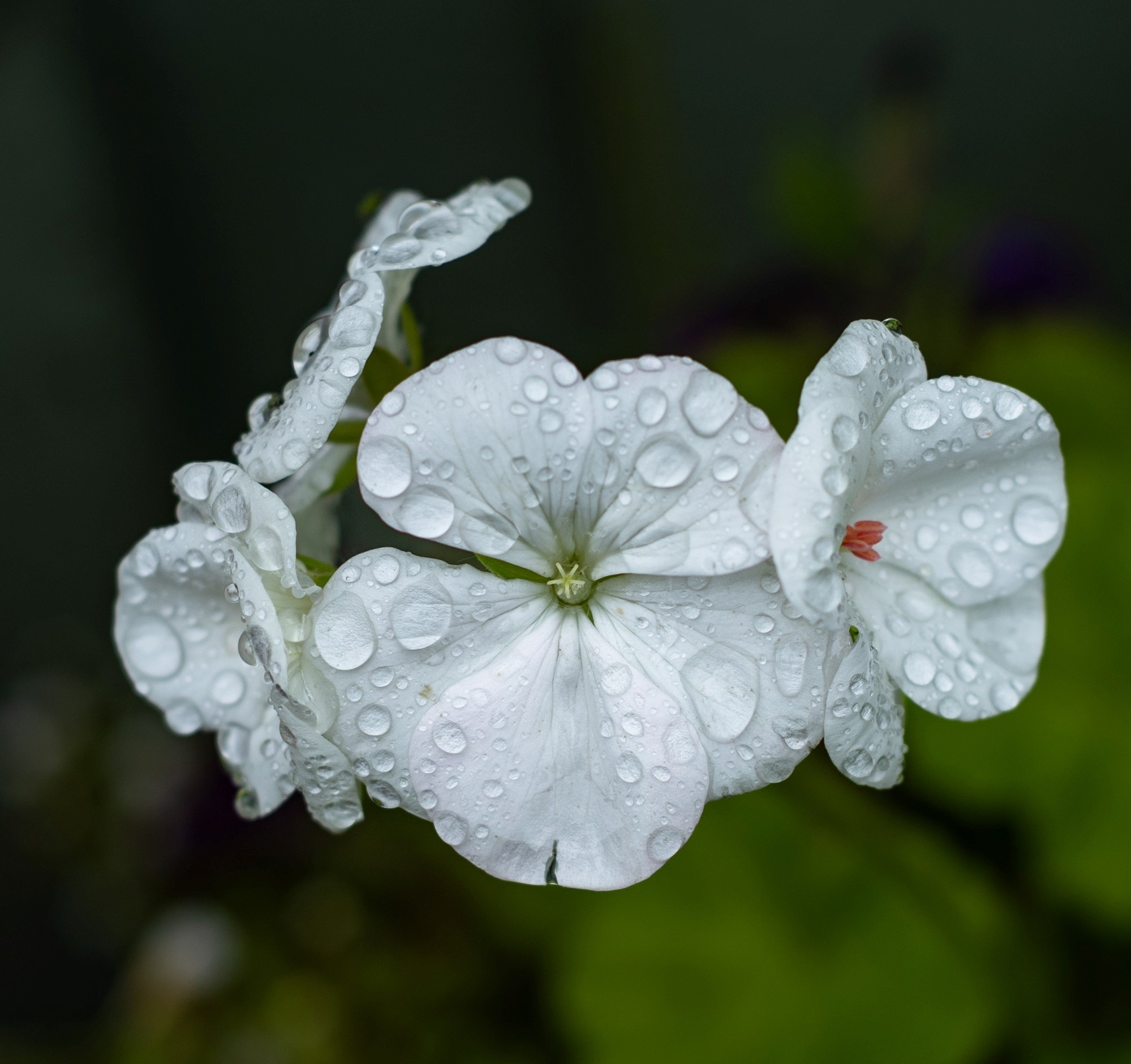 Raindrops on geranium by Dave Parry