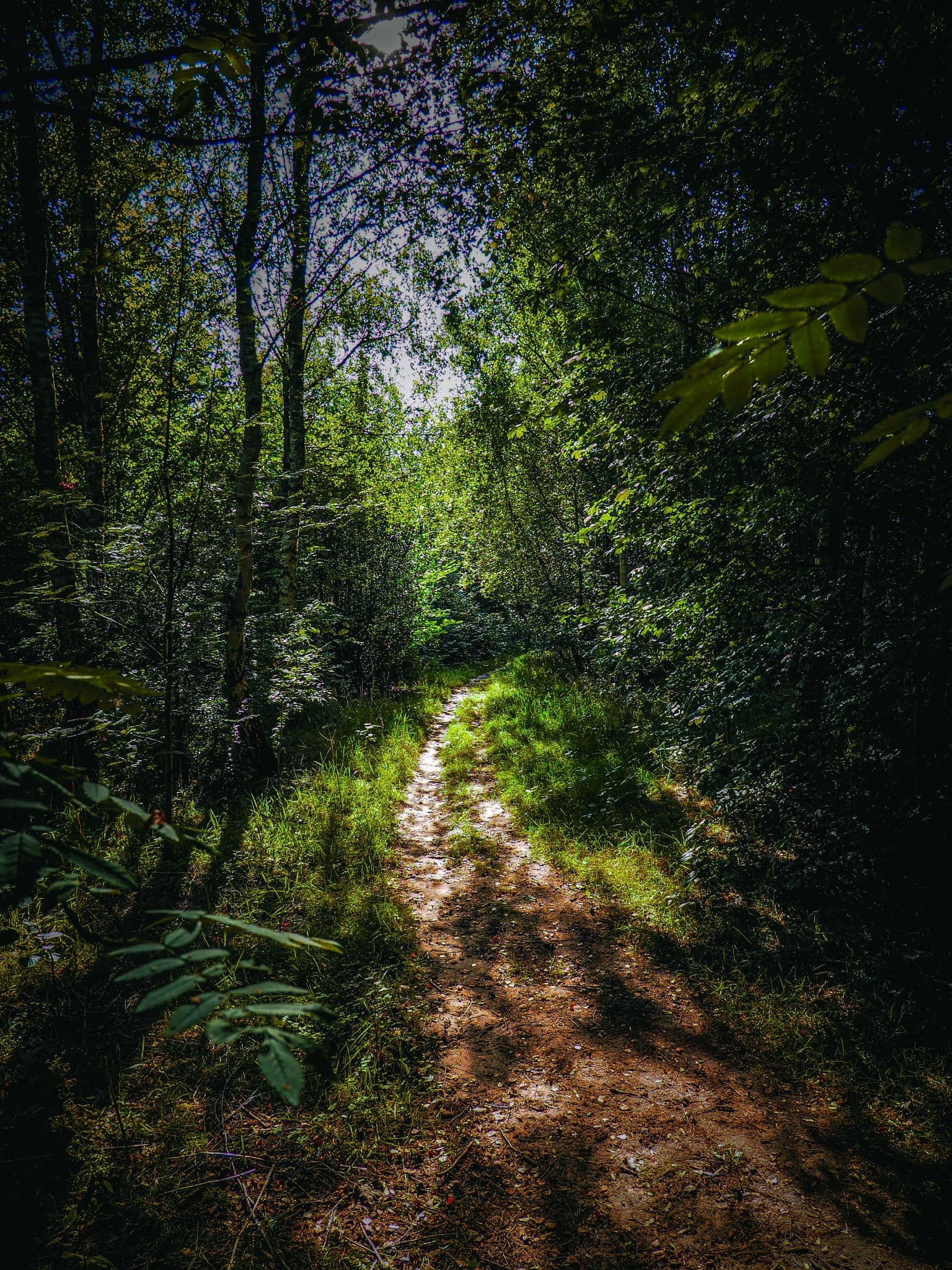 Woodland walks by Gareth Olley