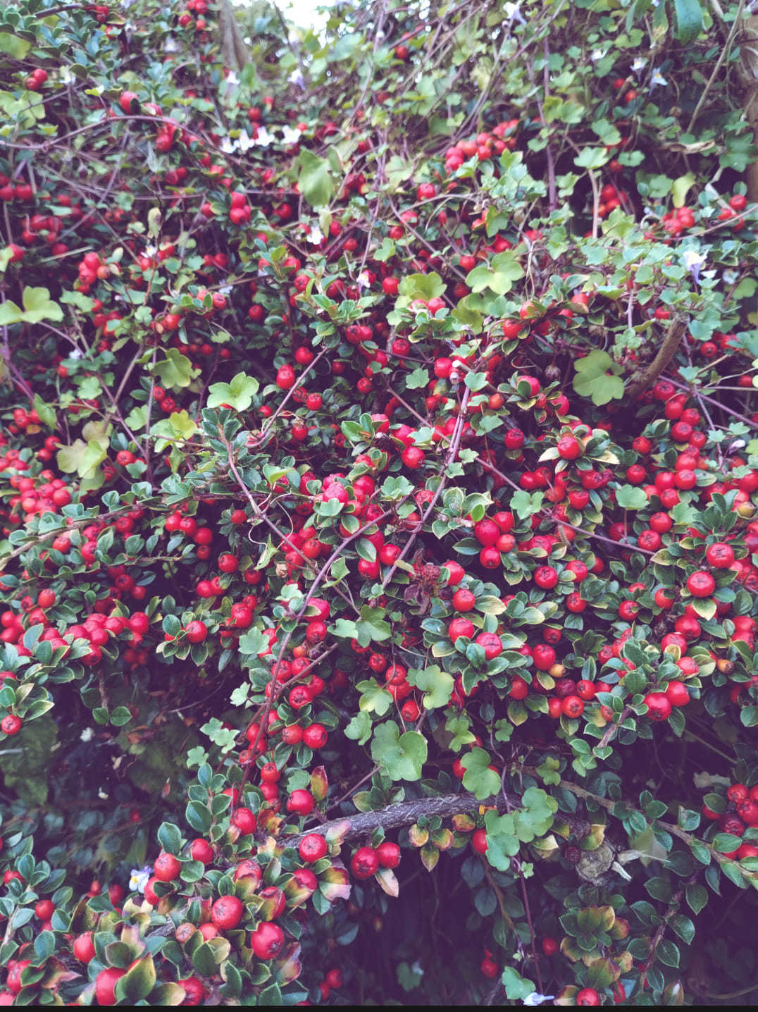 Autumn berries by Jen Hill