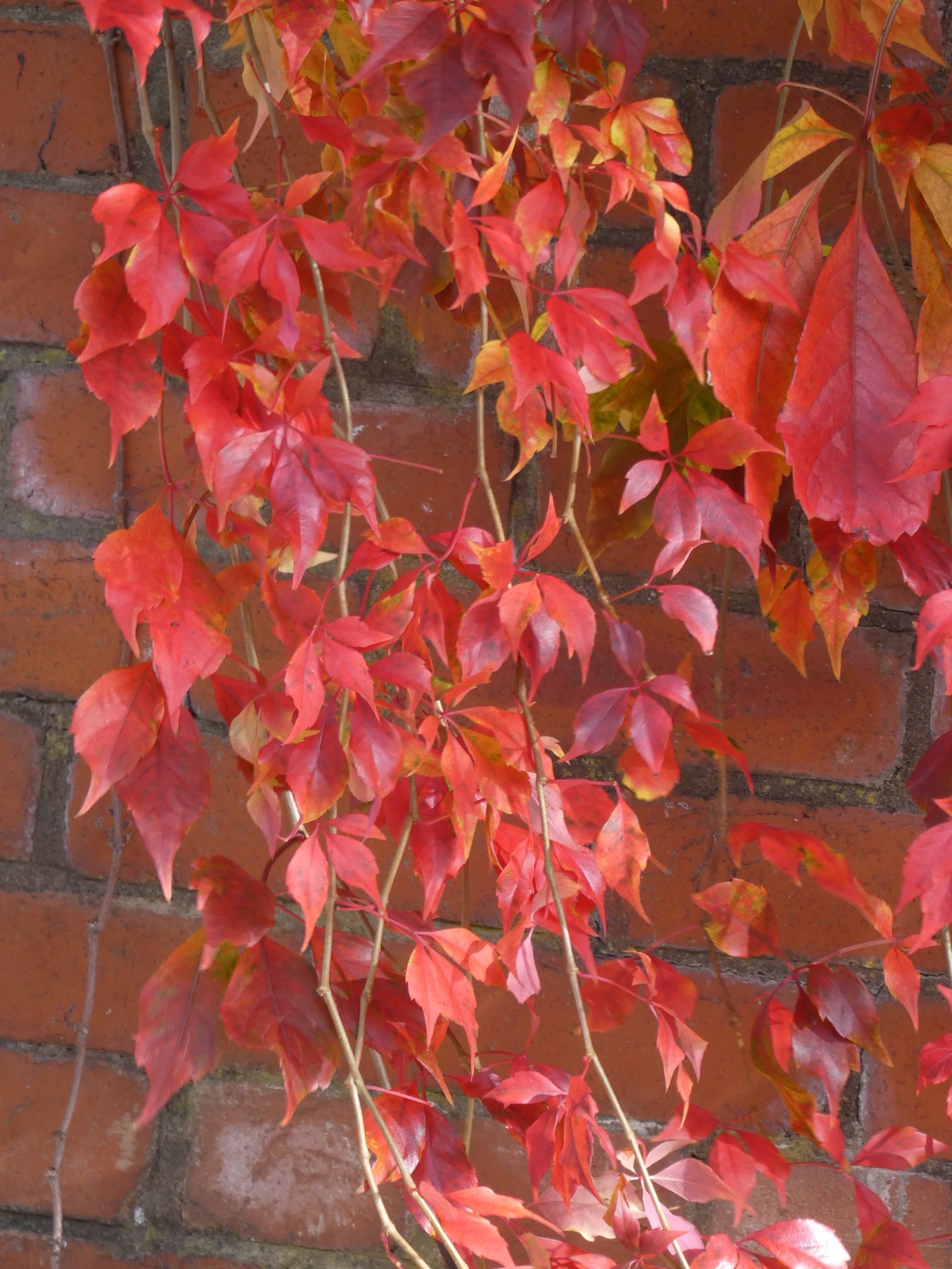 Autumn colours by Sue Atherton