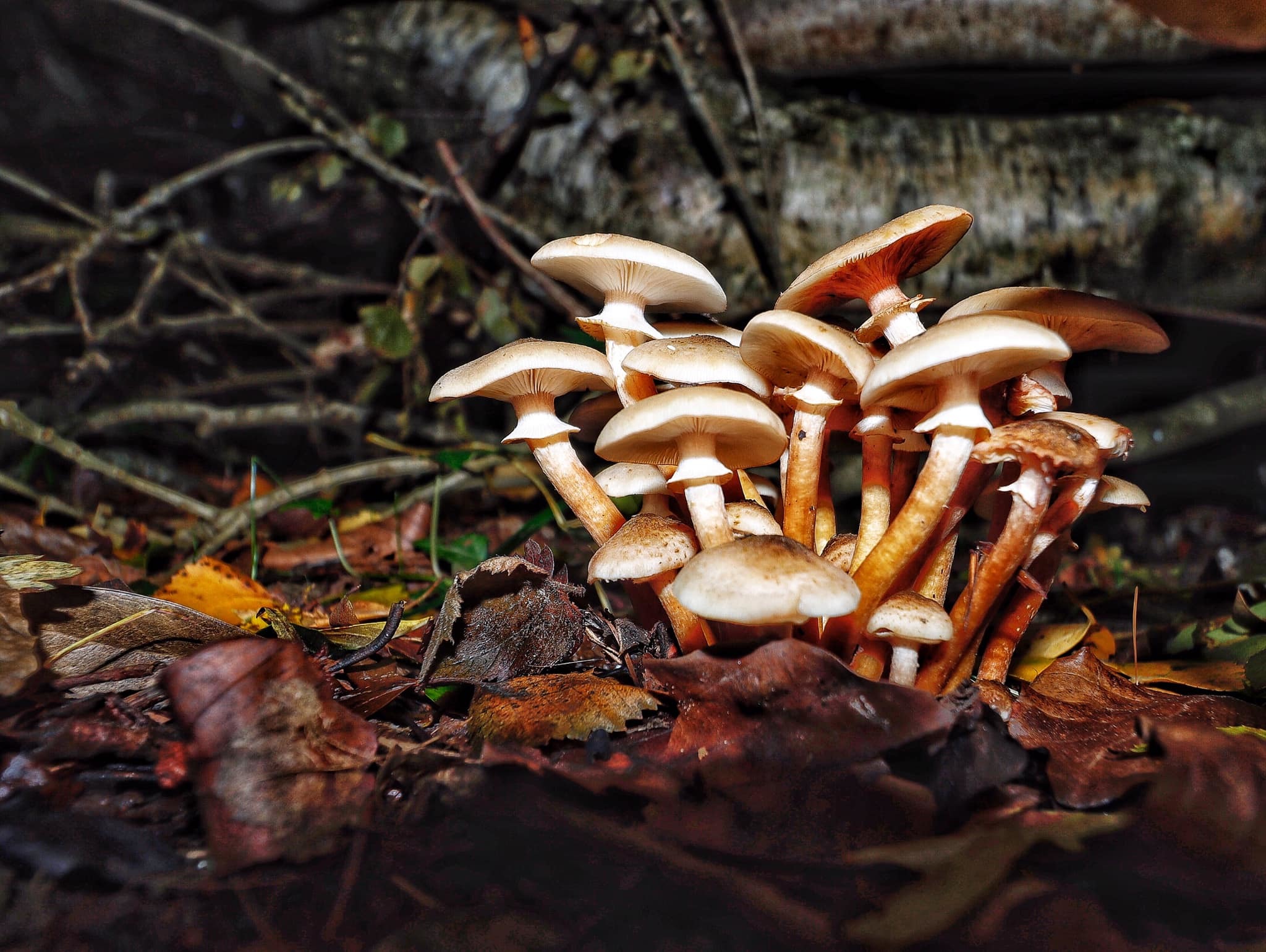 Autumn fungi by Mark Garner