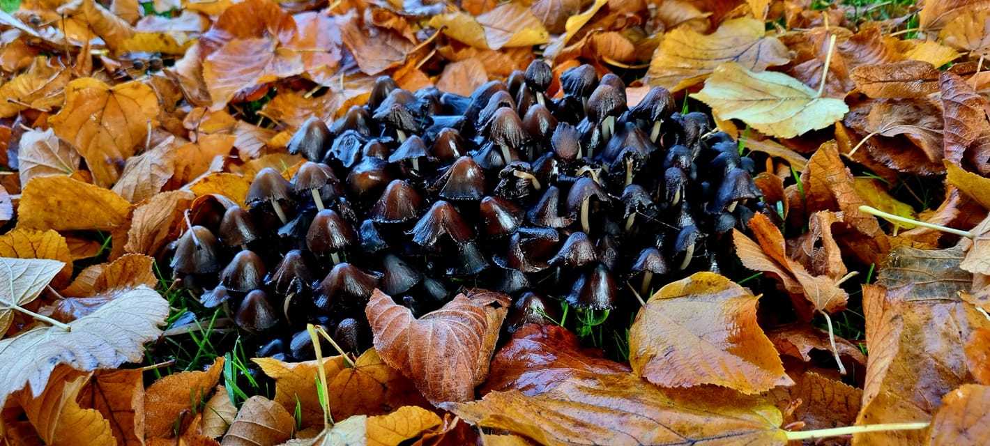Autumn fungi by Mike Horton