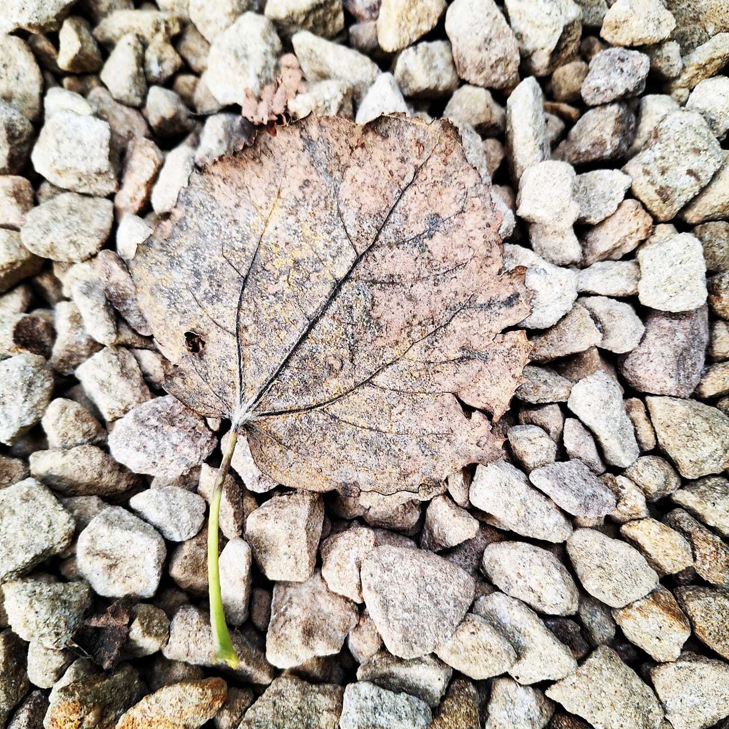 Autumn leaf by Debbie Flannery