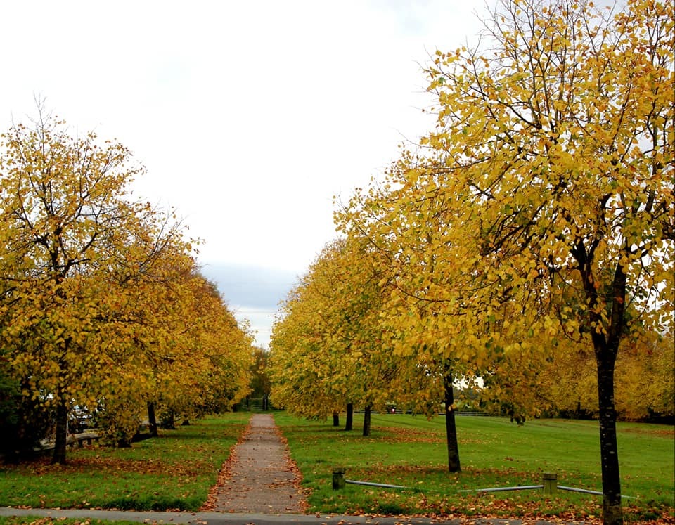 Autumn walkway by Carol Southward