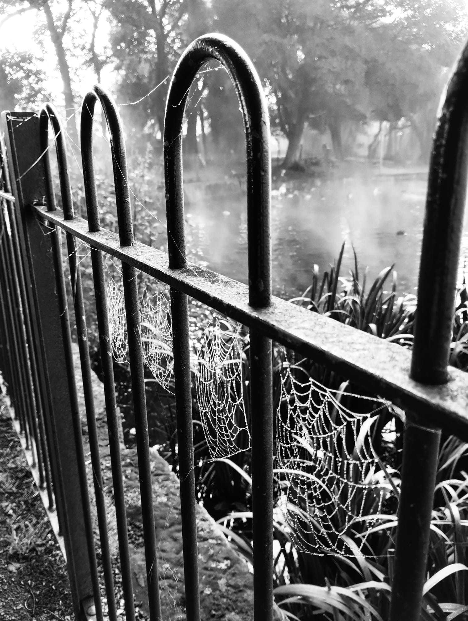 Spooky cobwebs in Taylor Park by Jen Hill