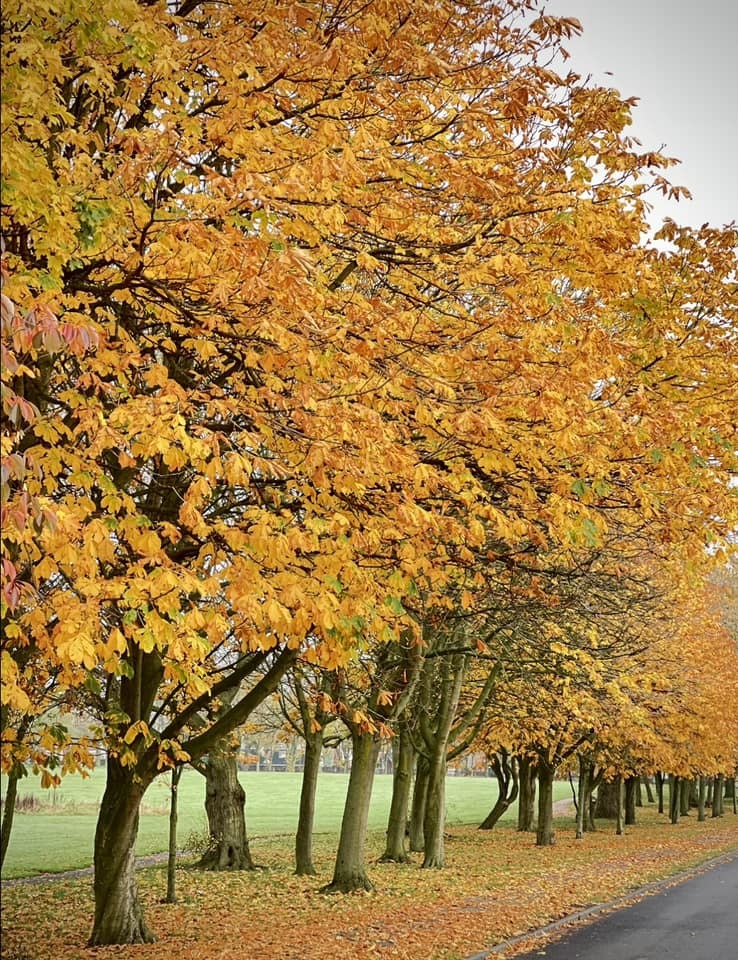 Sutton Park by Hilary Bradshaw