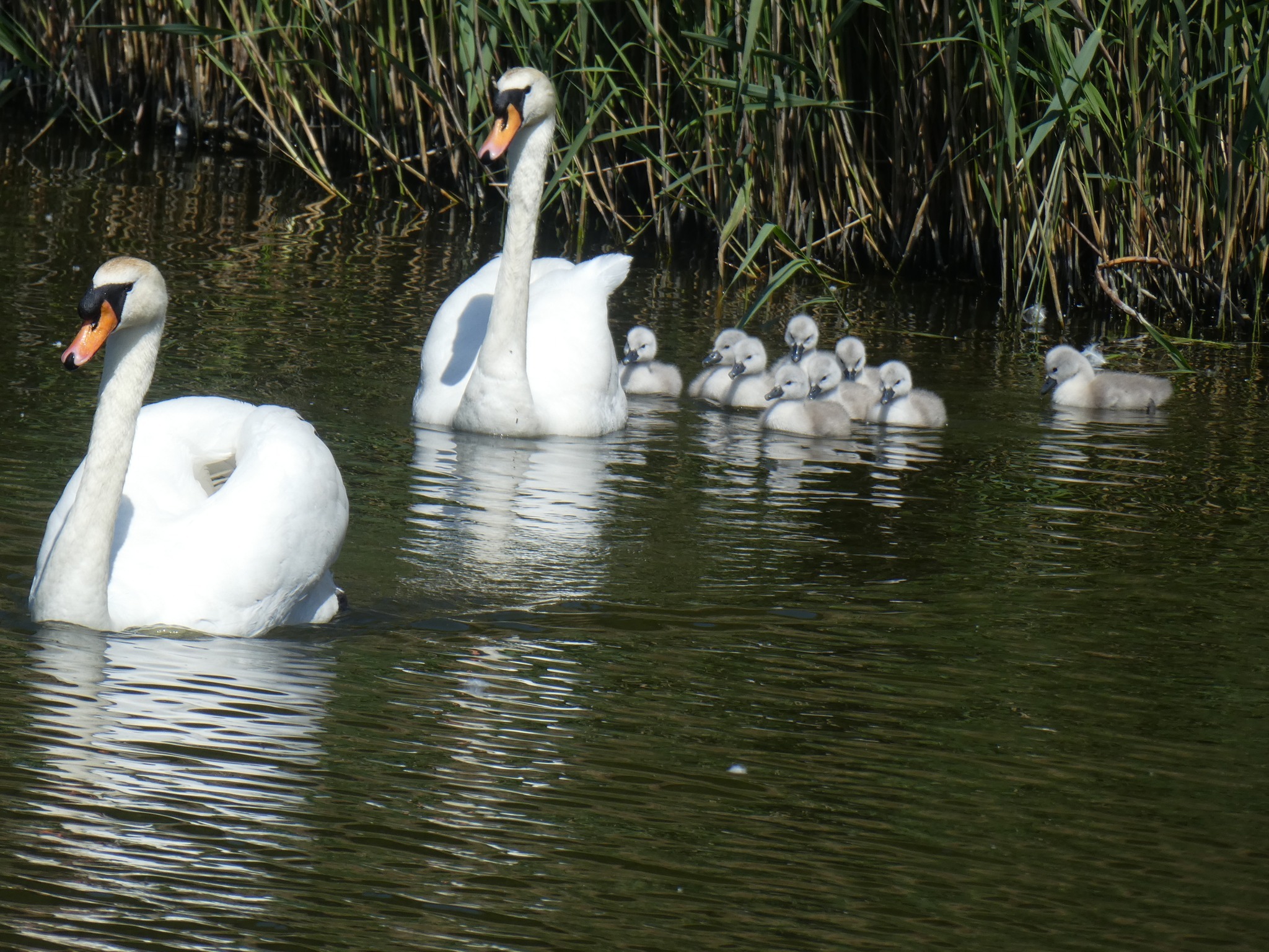 Carol, Oliver and their nine cygnets by Sue Atherton