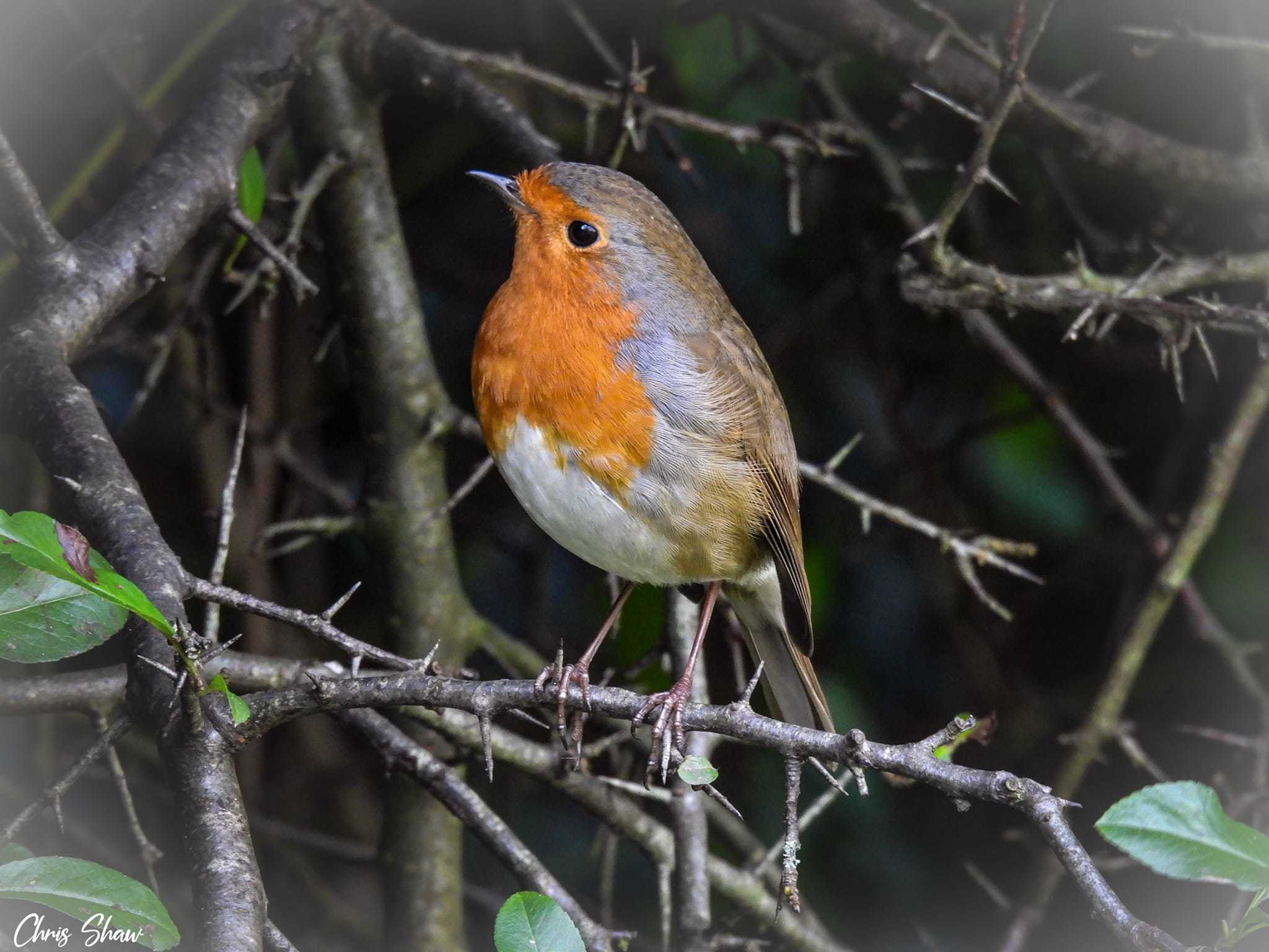 Christmas robin at Sherdley Park by Chris Shaw