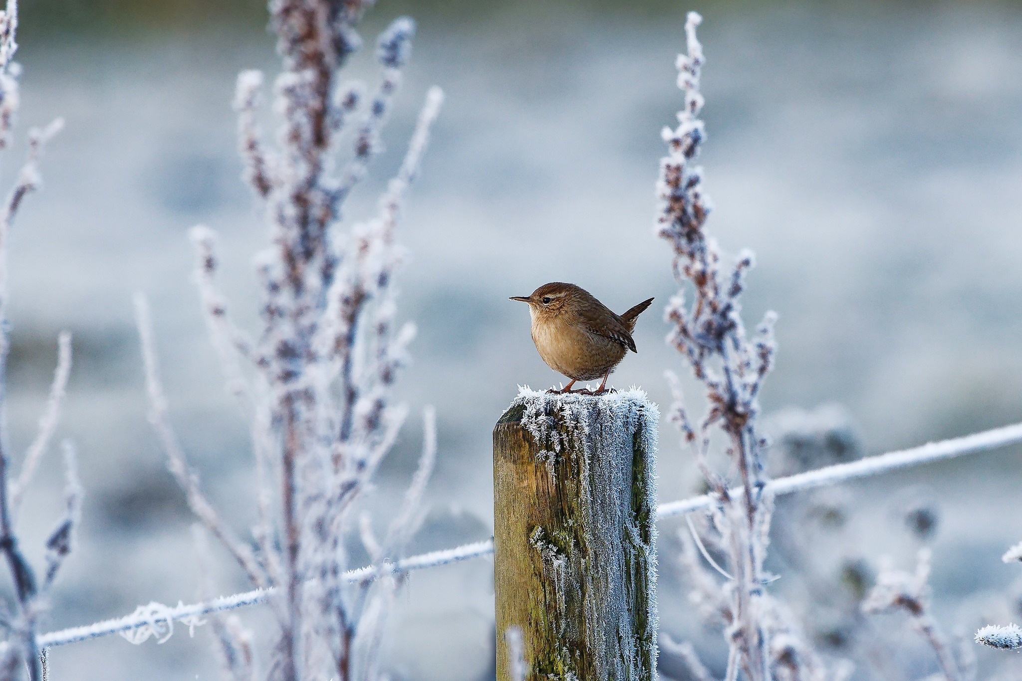 Frosty feathered friend by Cliff Pike