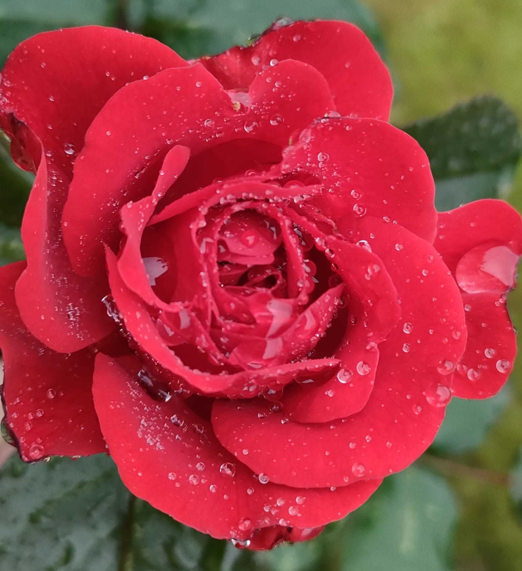 Raindrops on roses by Karen ODowd