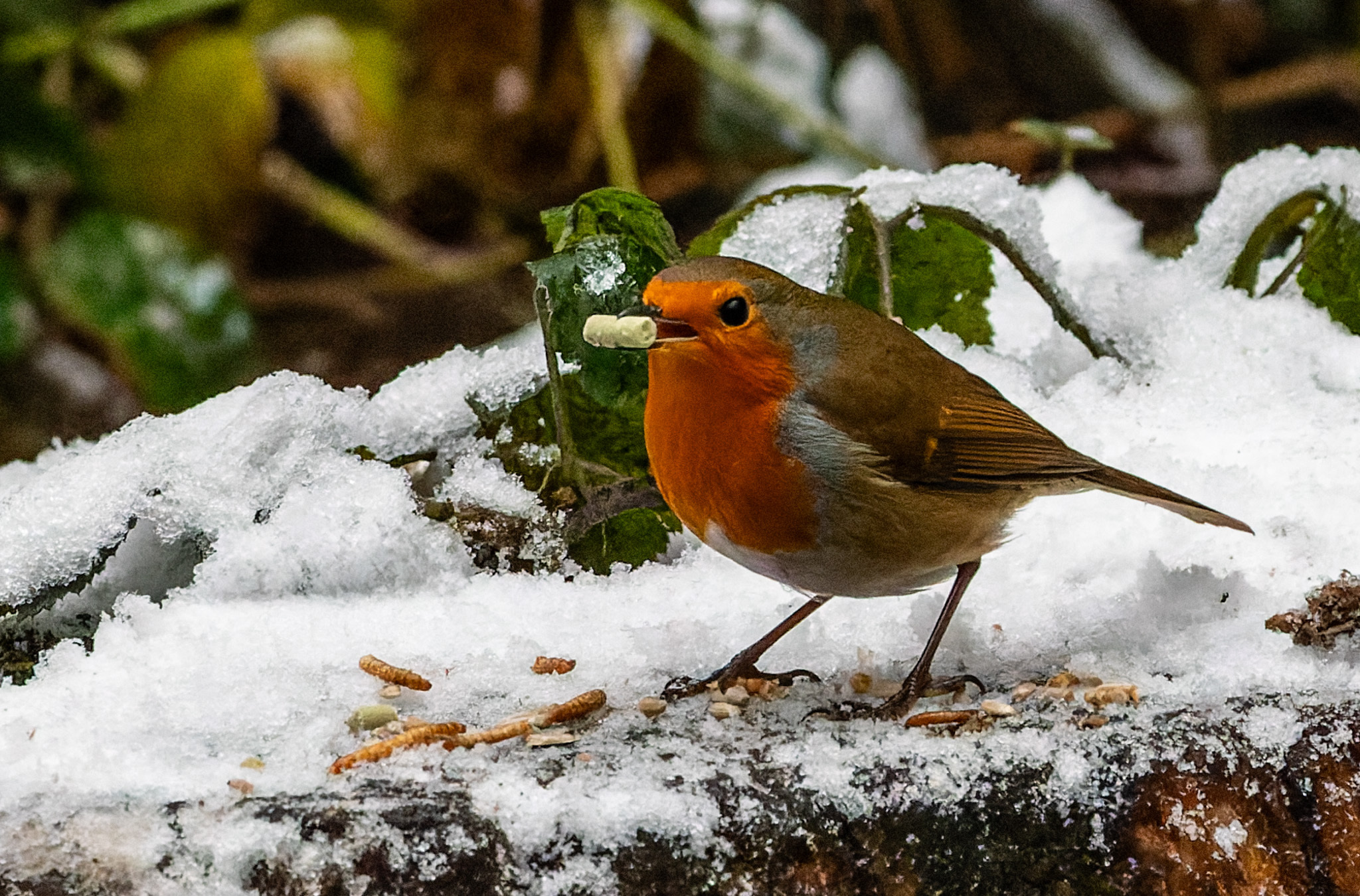 A festive robin by Ann ODonnell