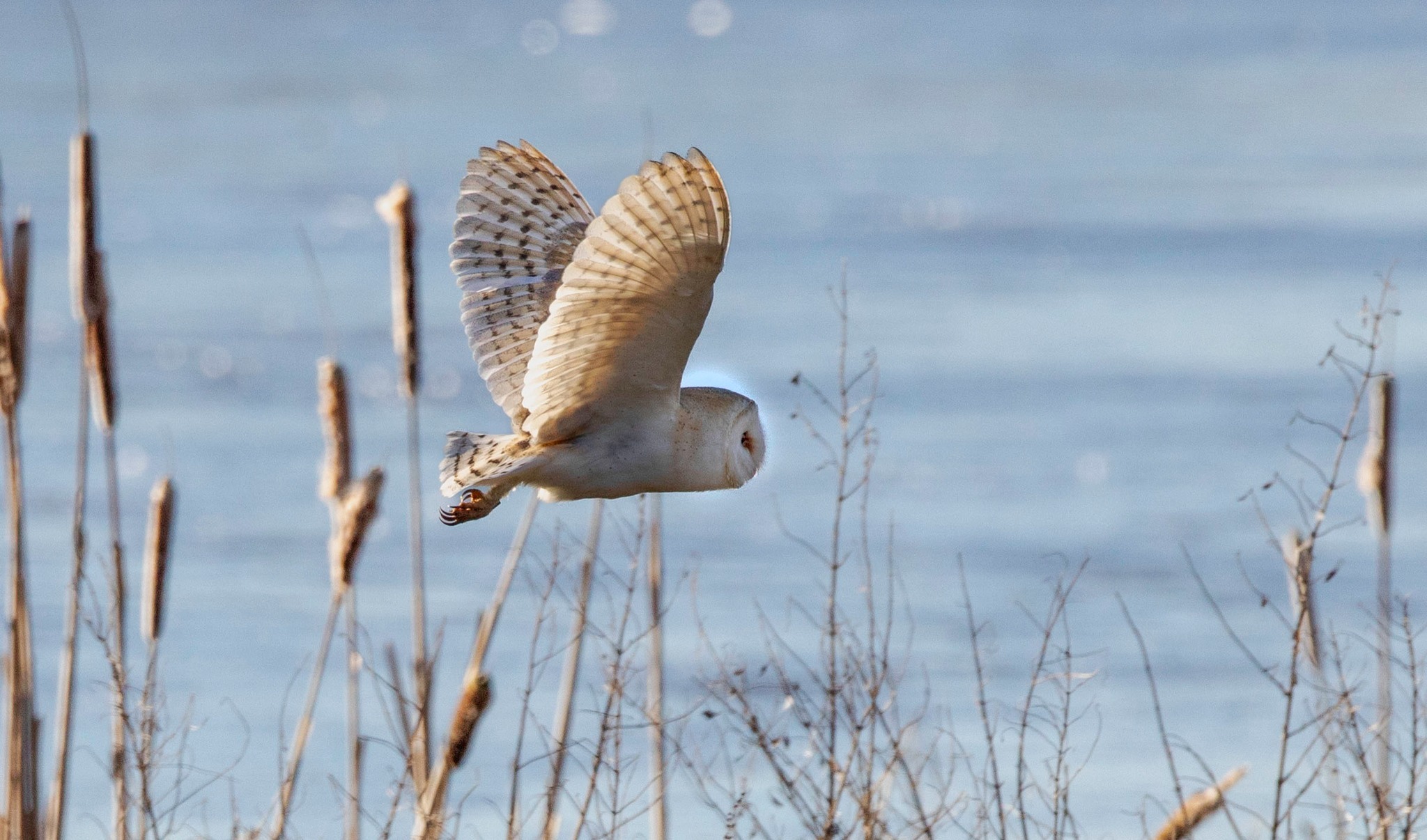 Barn owl mid flight by Ann ODonnell