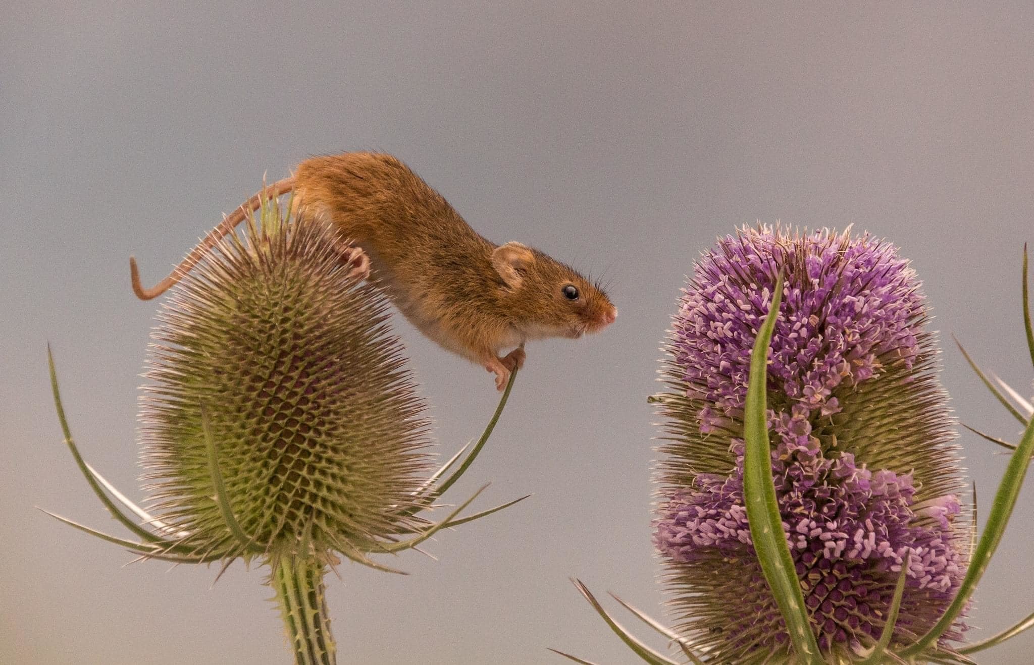 Practising for the high jump by Hilary Bradshaw