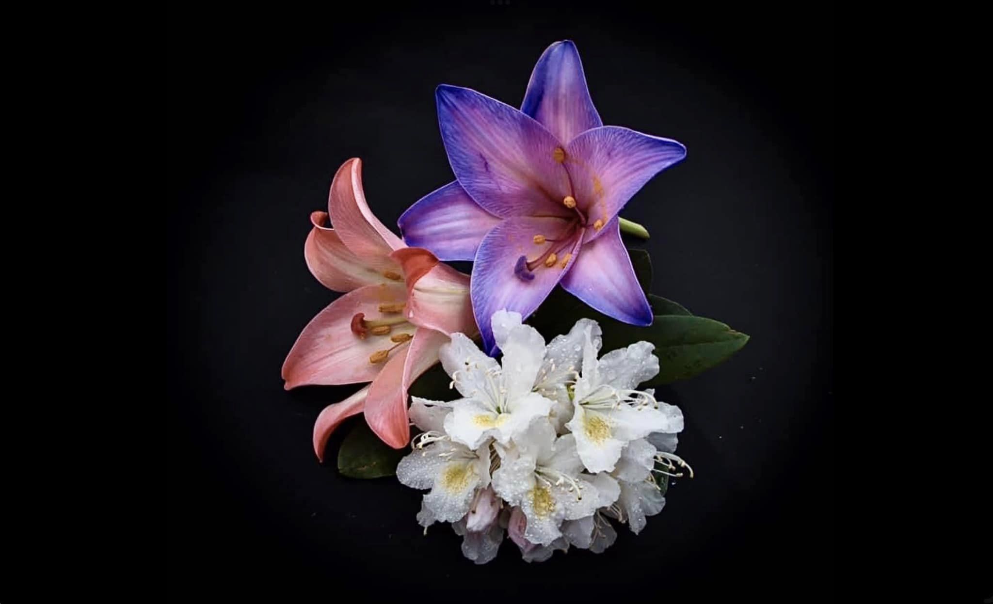 Lilies and rhododendron by Hilary Bradshaw