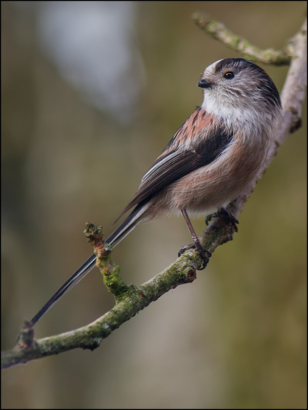 Long tailed tit by Mark Cavendish