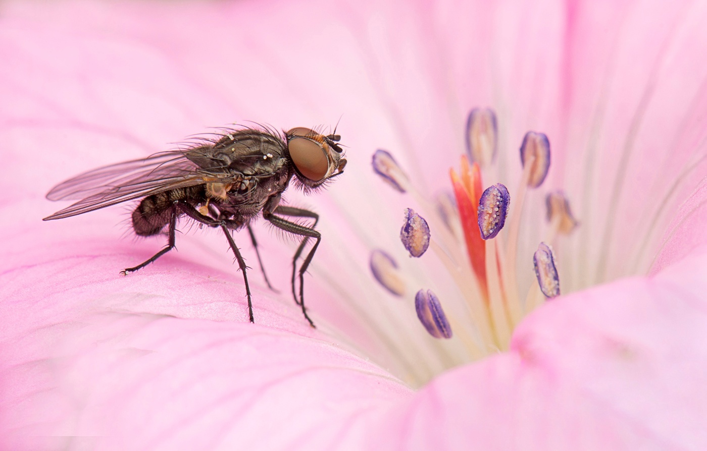 Beauty and the beast - a fly on a wild geranium flower