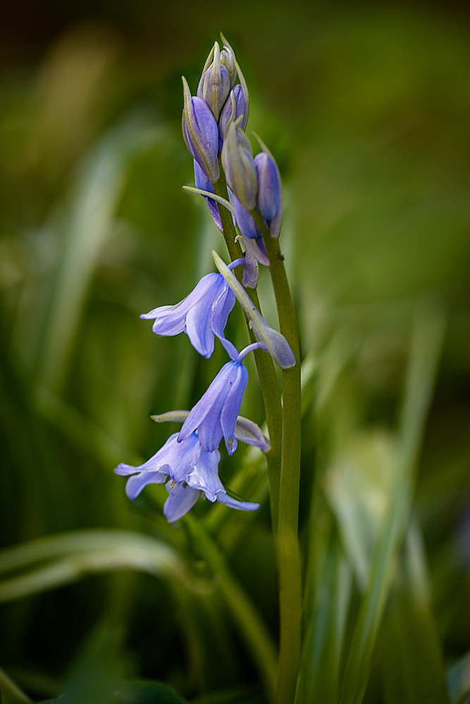 First of the bluebells by Mark Cavdenish