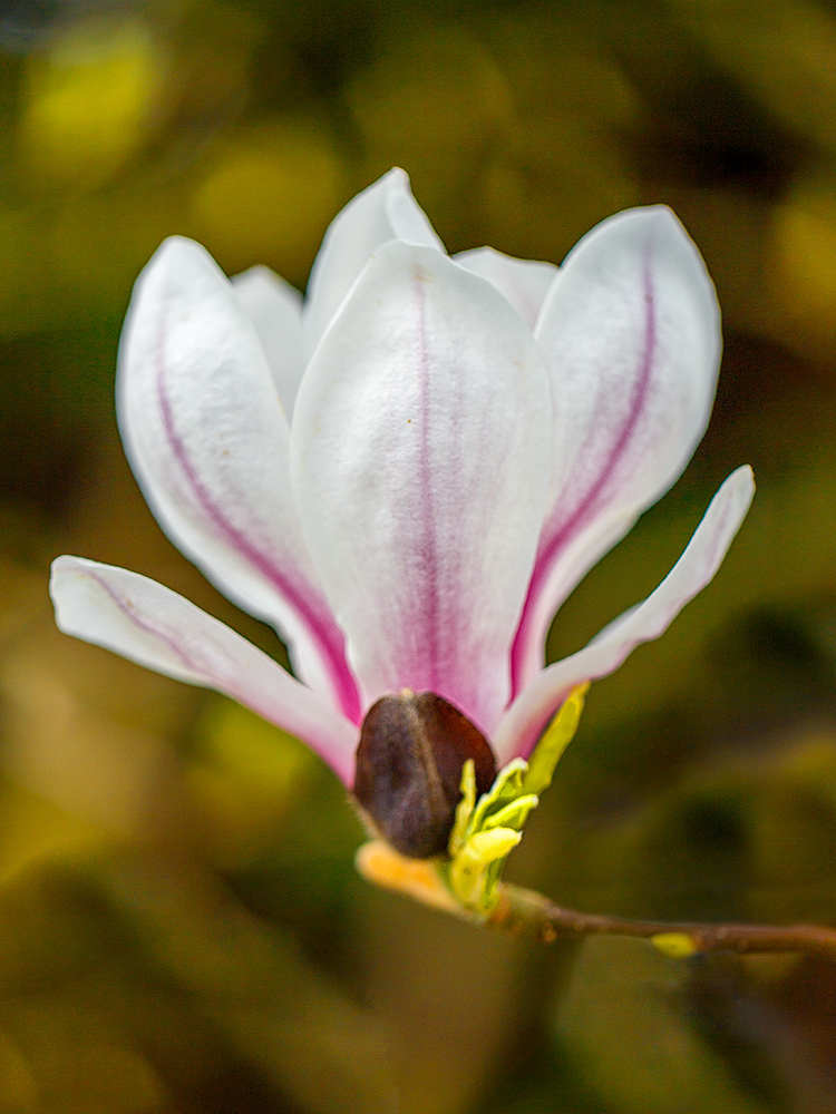 Magnolia by Mark Cavendish