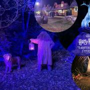 We got a first look at Harry Potter: A Forbidden Forest Experience – and it's pure magic