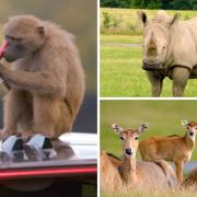 Knowsley Safari's documentary on Channel 4 continues this week