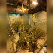 Police found a cannabis farm on St Helens Road, Prescot on March 6, 2023