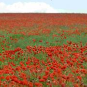 Cemetery poppy fields to mark 100th anniversary of the First World War