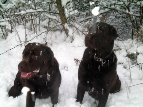 Tweeted to us by Ian Ratcliffe, a happy snap of his two dogs, Bodie and Doyle enjoying the snow on the Burgies in Haresfinch.