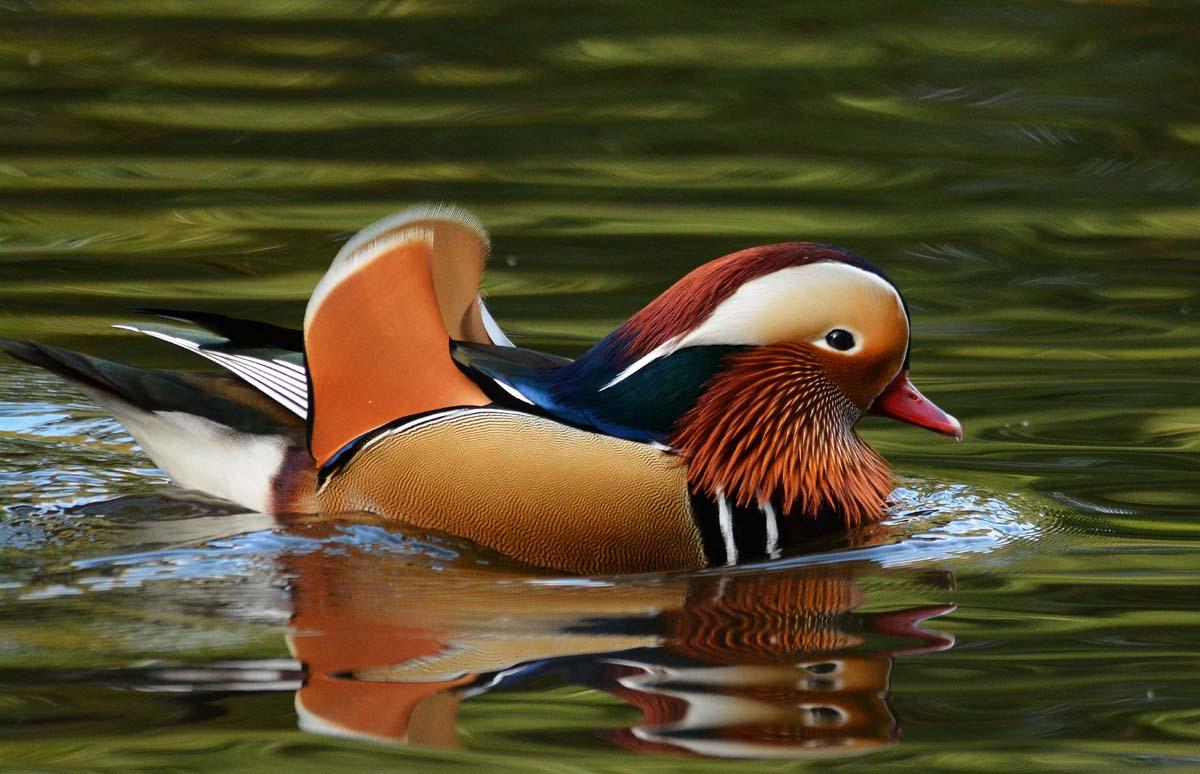 This beautiful Mandarin duck was spotted in Sherdley Park by reader Denis Williams from West Park.