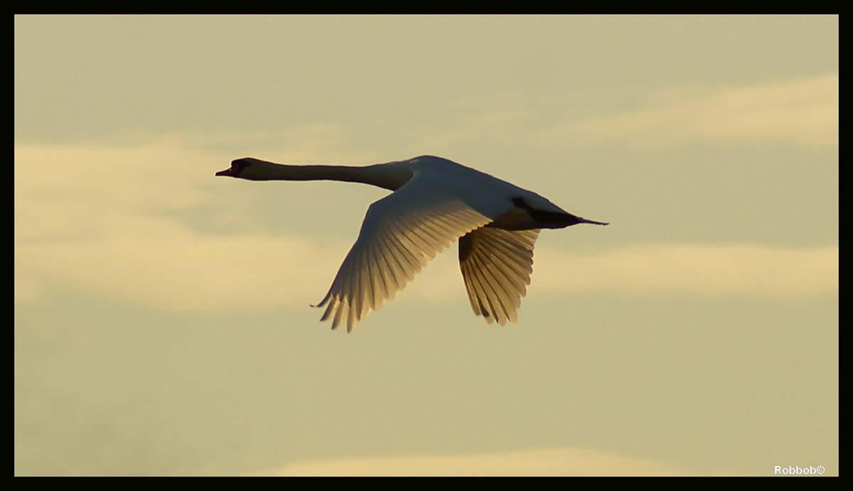 Flickr photographer Robbbob caught a rare sighting of a Mute Swan in flight taken at Carrmill Dam.