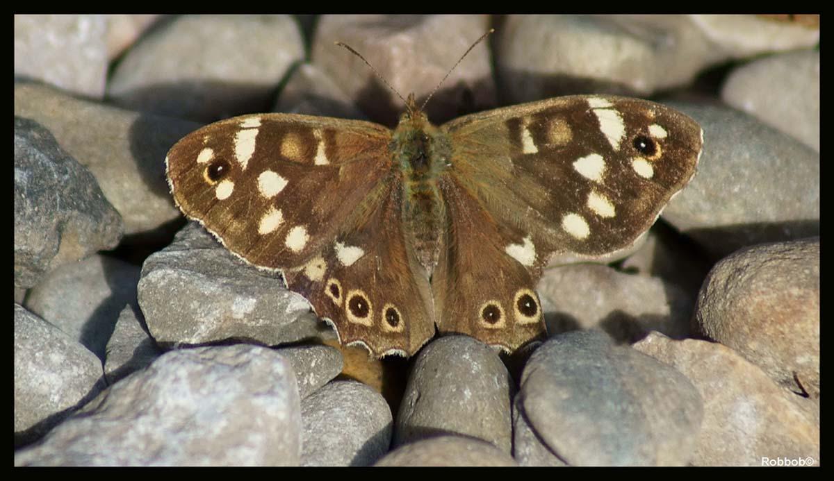 Flickr photographer Robbbob snapped this Speckled Wood Butterfly taken in a garden in St.Helens.