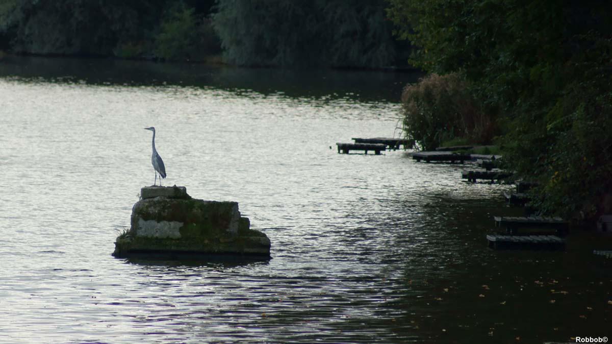 Flickr photographer Robbbob rook this picture of a heron Heron at The Point at Carr Mill Dam.