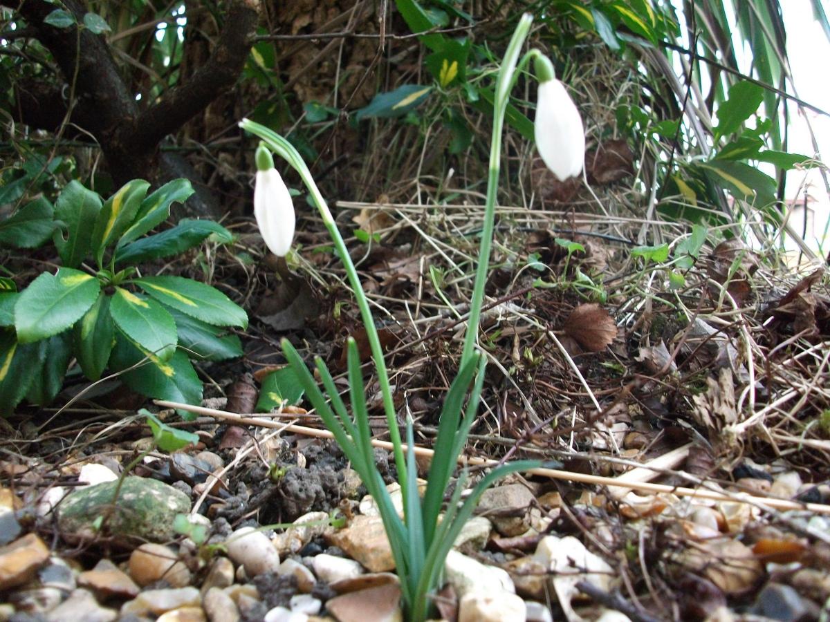 Reader Stu Beech sent in this picture of a snowdrop, taken in West Park.