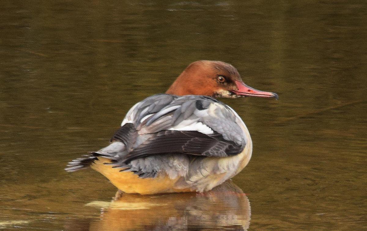 This goosander (a rare visitor to St Helens) was spotted at Carr Mill by reader Denis Williams in February 2015.