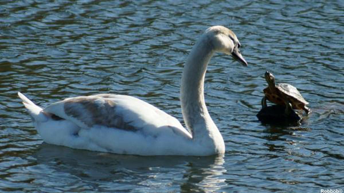 Star contributor Robbob captured this David versus Goliath showdown at Taylor Park between a swan and Terry the terrapin.