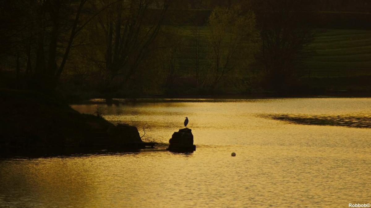 Regular Star contribuor Robbob send in this image of a heron silhouetted against the setting sun, pictured at Carr Mill Dam.