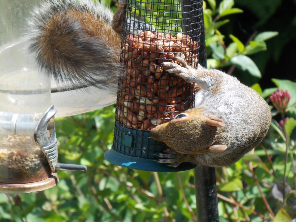 Reader Ellen Jenkins sent in this lovely picture of a hungry squirrel scavenging for nuts in her back garden.