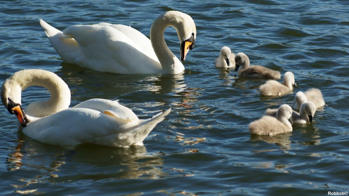 Swans and cygnets in Taylor Park May 2015