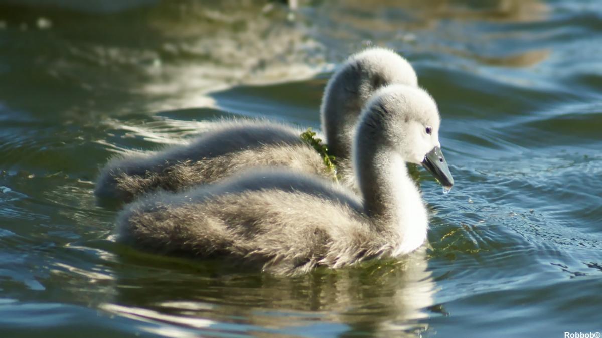 Star contributor Robbob took these beautiful pictures of a family of swans and cygnets in Taylor Park.