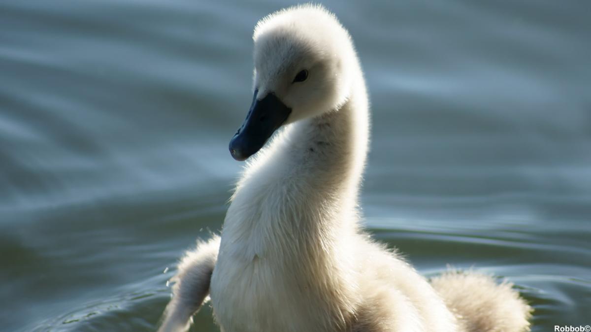 Star contributor Robbob took these beautiful pictures of a family of swans and cygnets in Taylor Park.