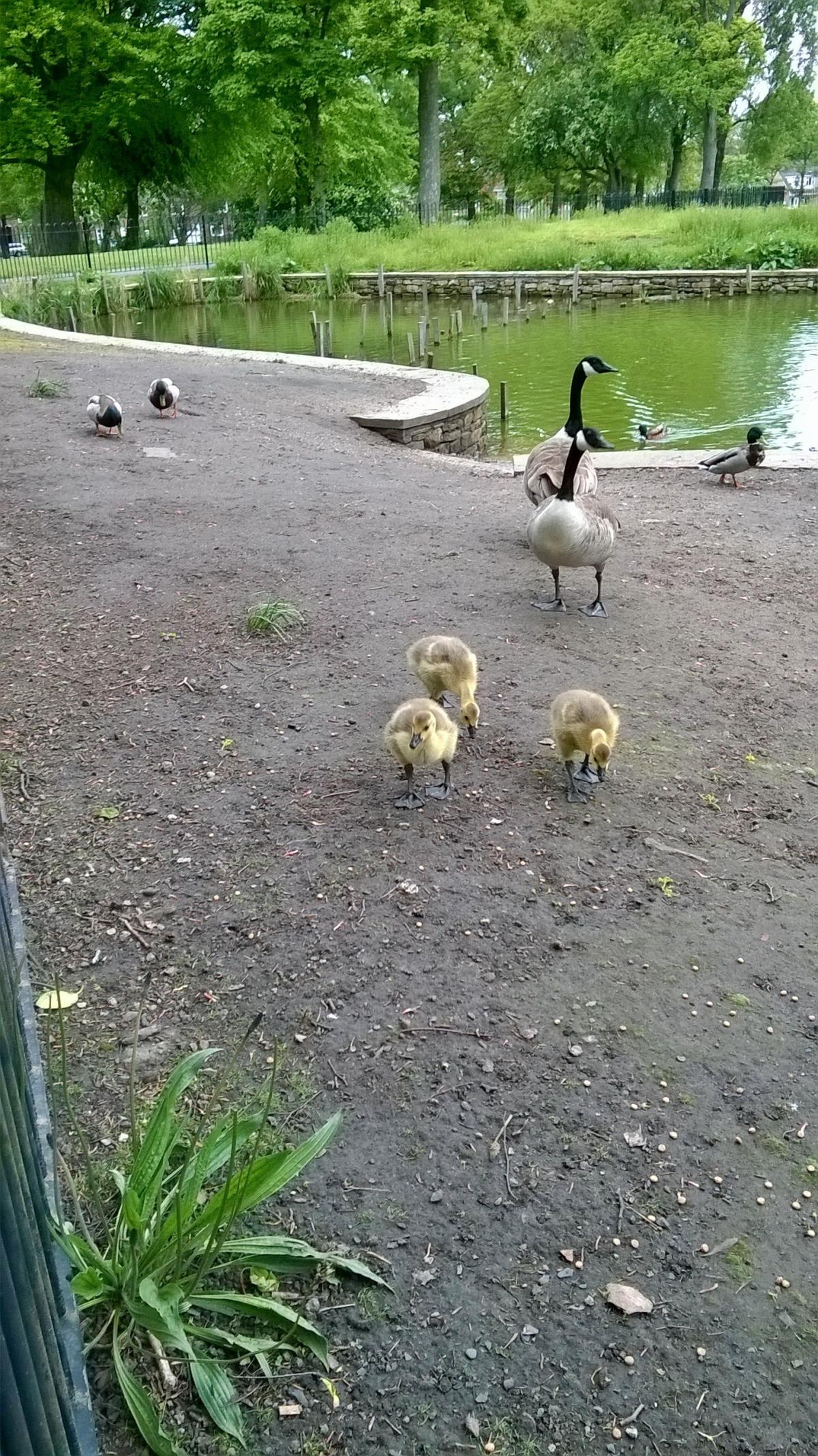Reader Linda Cole sent in this lovely snap of a Canada goose and her goslings in Victoria Park.