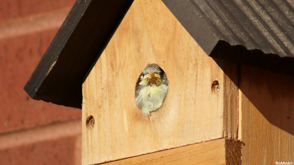 Regular contributor Robbob took this picture of a blue tit family in Fingerpost.